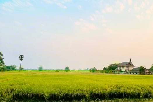 Wide angle and landscape view of mature rice fields ready for harvest on sunset sky background. photo