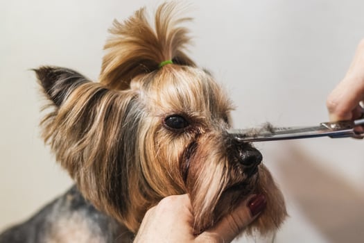 Yorkshire terrier dog grooming and cutting hair at home photo
