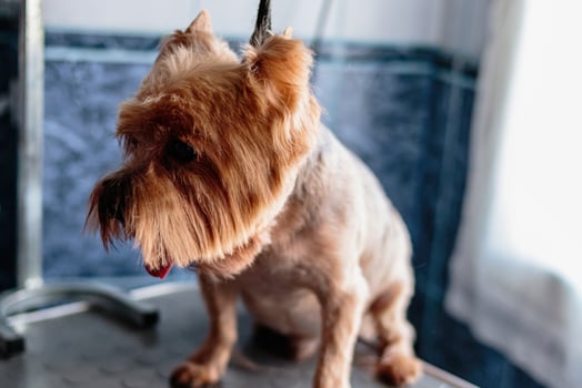 Yorkshire terrier dog washing and grooming at home photo