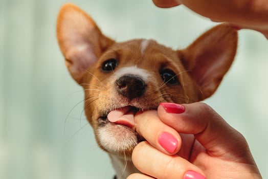 Basenji dog puppy close up portrait looking at camera photo
