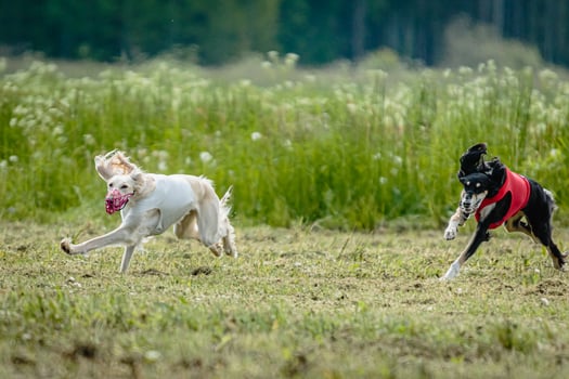 Saluki dogs in red and white shirts running and chasing lure in the field on coursing competition photo