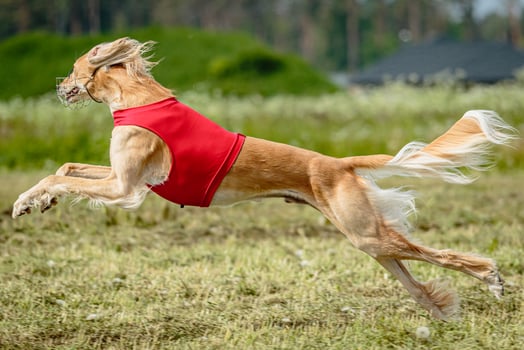 Saluki dog in red shirt running and chasing lure in the field on coursing competition photo