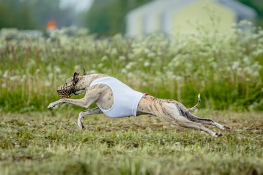 Whippet dog moment of running and flying in green field at full speed photo