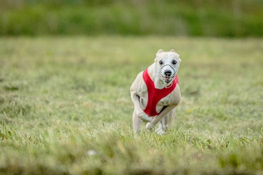 Whippet dog lifted off the ground during the dog racing competition running straight into camera photo