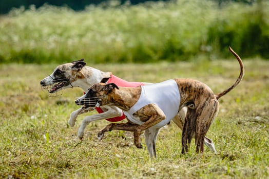 Whippet dogs in red and white shirts running and chasing lure in the field on coursing competition photo