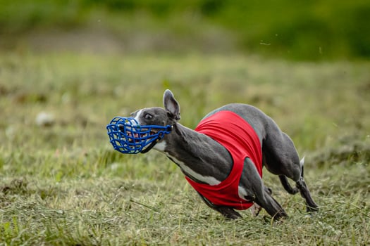 Whippet dog in red shirt running and chasing lure in the field on coursing competition photo