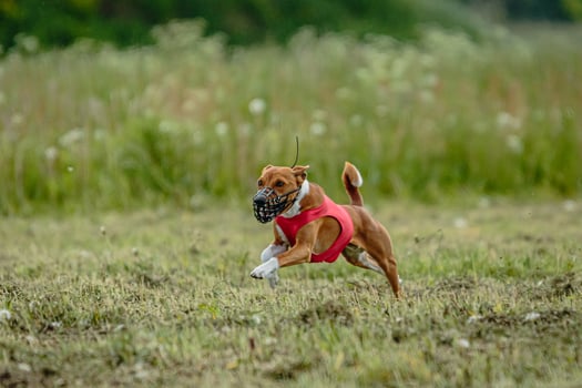 Basenji dog in red shirt running and chasing lure in the field on coursing competition photo