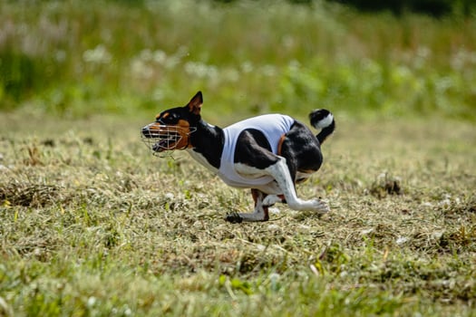 Basenji dog in white shirt running and chasing lure in the field on coursing competition photo