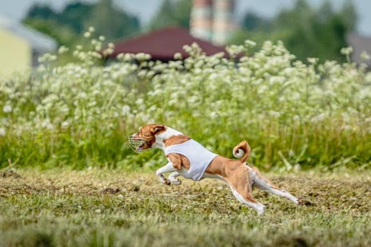 Basenji dog in white shirt running and chasing lure in the field on coursing competition photo