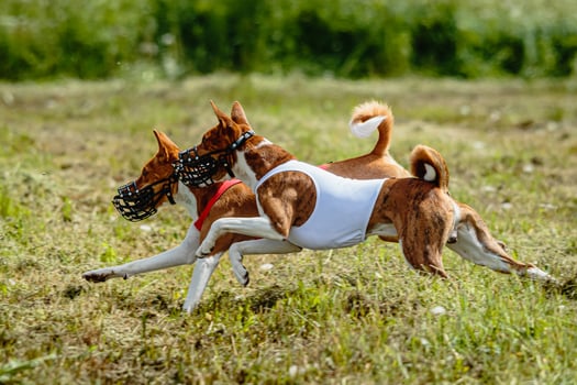 Basenji dogs in red and white shirts running and chasing lure in the field on coursing competition photo