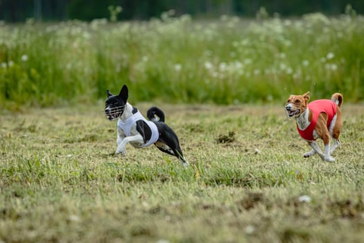 Basenji dogs in red and white shirts running and chasing lure in the field on coursing competition photo