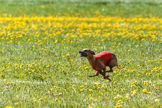 Whippet dog lifted off the ground during the dog racing competition running on field photo