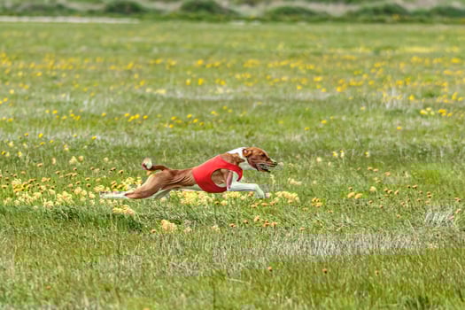 Basenji dog flying moment of running across the field on lure coursing competition photo