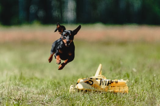 Pinscher dog flying moment of running across the field on lure coursing competition photo
