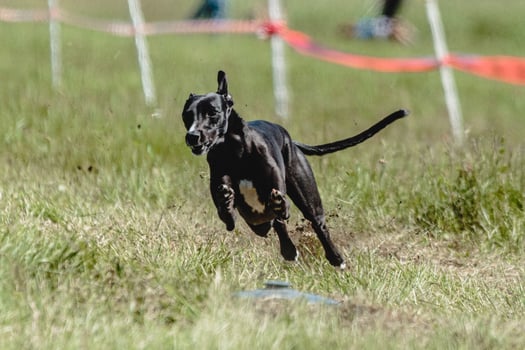 Whippet dog lifted off the ground during the dog racing competition running straight into camera photo