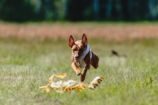 Cirneco dell etna dog running fast and chasing lure across green field at dog racing competion photo