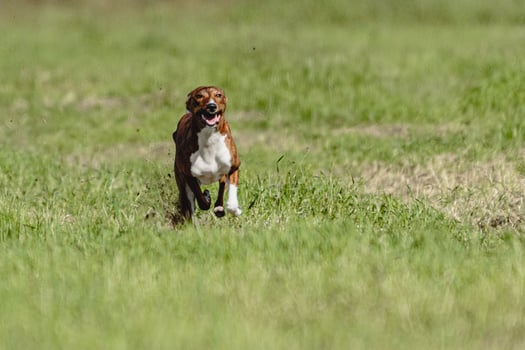 Basenji dog running fast and chasing lure across green field at dog racing competion photo