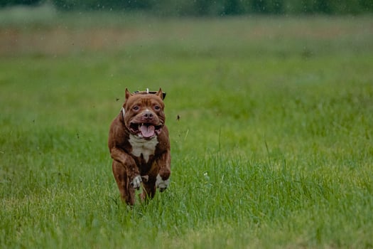 Pit Bull Terrier running fast and chasing lure across green field at dog racing competion photo