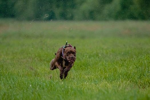 Pit Bull Terrier running fast and chasing lure across green field at dog racing competion photo