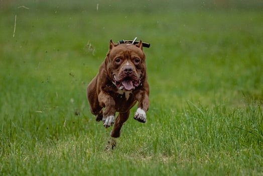 Pit Bull Terrier running fast and chasing lure across green field at dog racing competion photo