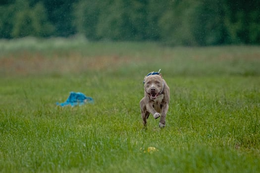 Pit Bull Terrier running fast and chasing lure across green field at dog racing competion photo