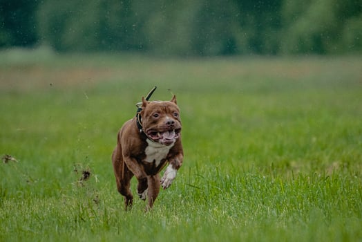 Pit Bull Terrier running fast and chasing lure across green field at dog racing competion photo