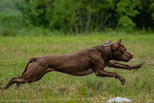 Pit Bull Terrier lifted off the ground during the dog racing competition running straight into camera photo