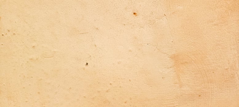 photo of wall fungus