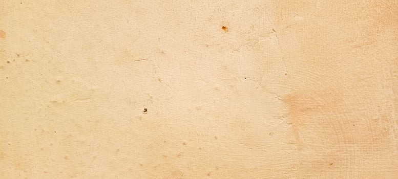 photo of wall fungus
