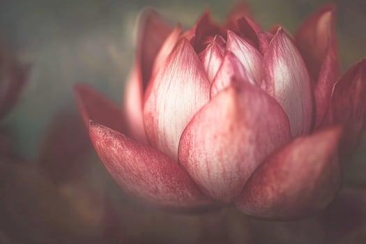 Moody lotus blossom in low light photo