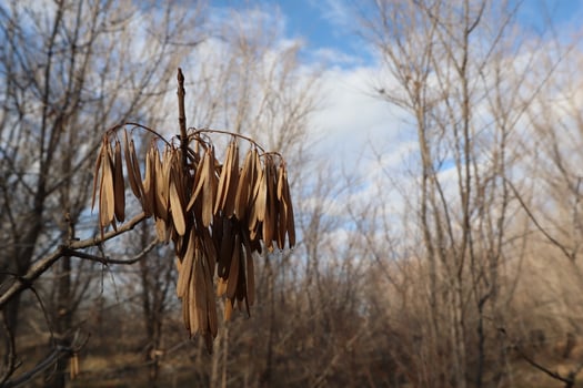 maple ash seeds, autumn dry nature photo