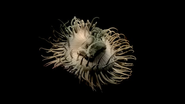 An anemone shown on a black background photo