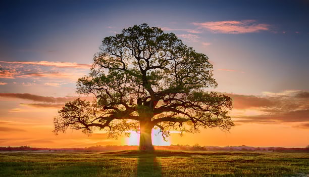 A lone tree stands tall in a field at sunset, its branches reaching up towards the sky as the sun casts a golden glow over the landscape. photo