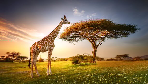 A giraffe stands in a grassy field with a tree in the background at sunset. photo