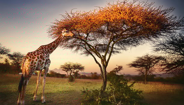 A giraffe reaches high to eat leaves from a tree in a savannah setting, as the sun sets in the distance. photo