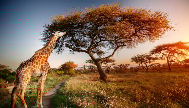 A giraffe reaches high into the branches of an acacia tree at sunset in the African savanna. photo