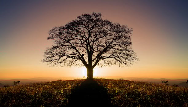 Silhouette of a bare tree on a hilltop with the sun setting behind it. photo