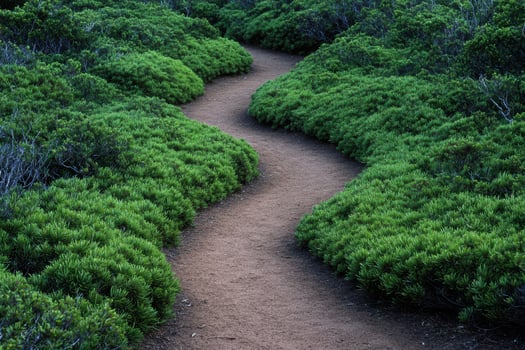Winding path through lush green foliage photo