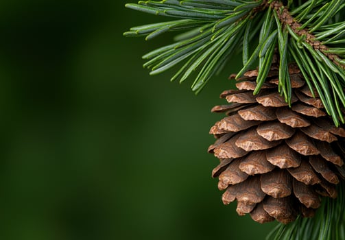 Close up of pine tree branch with pine cone photo