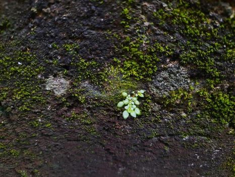 close up of mossy wall photo