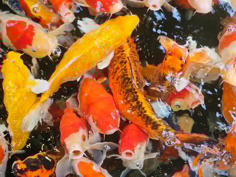 closeup pattern of koi fish in a pond. photo
