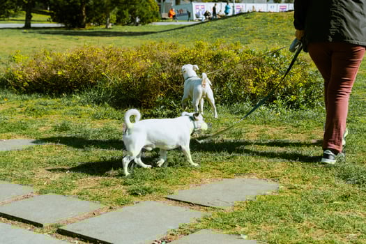 woman walking with two dogs in the park photo
