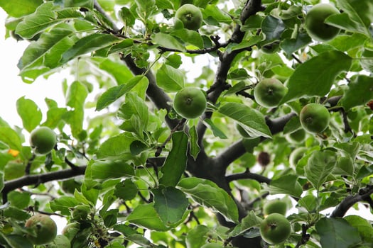 Ripening apples on apple tree branch on warm summer day. Harvesting ripe fruits in an apple orchard. Growing own fruits and vegetables in a homestead. photo