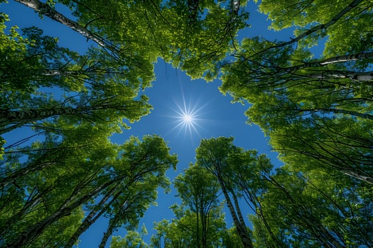 Tranquil Forest Canopy with Radiant Sunburst in Blue Sky photo