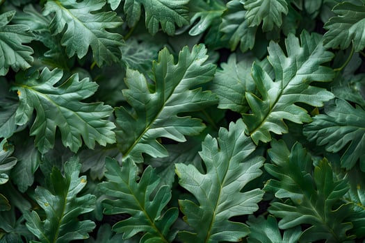 Vibrant Green Foliage with Intricate Leaf Patterns for Nature-Themed Designs photo