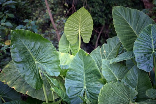 Green Alocasia or Elephant ear tree plant Natural Texture background photo