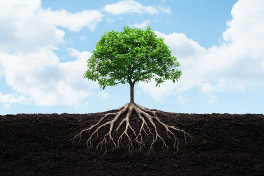 Thriving tree with deep roots photo