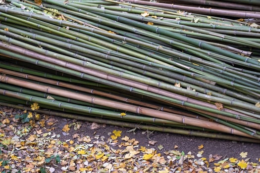 Cut raw bamboo stalks waiting to dry, natural wood materials for further use in construction. photo