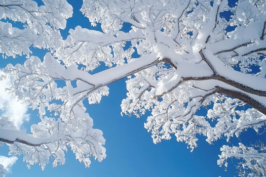 Snow covered tree branches reaching for the blue sky photo