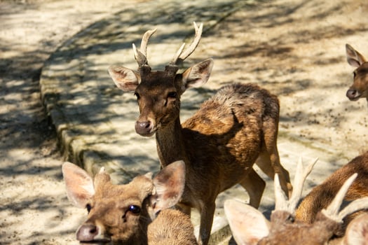 Timor deer or Cervus timorensis in a zoo in North Sumatra photo